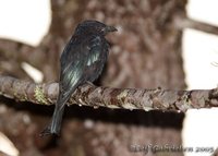 Hair-crested Drongo - Dicrurus hottentottus