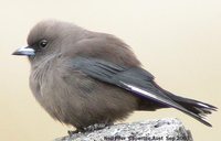 Dusky Woodswallow - Artamus cyanopterus