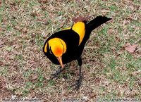 Regent Bowerbird - Sericulus chrysocephalus