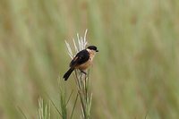 Black-and-tawny Seedeater - Sporophila nigrorufa