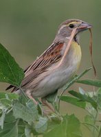 Dickcissel - Spiza americana