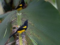 Black-cowled Oriole - Icterus prosthemelas