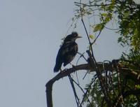 White-vented Myna, Acridotheres cinereus