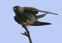 Red-footed Falcon