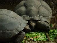 Aldabra Tortoise, Geochelone gigantea