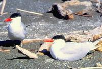 Caspian Tern (Sterna caspia)