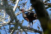 Chestnut-bellied guan   -   Penelope  ochrogaster   -   Guan  panciacastana