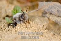 wild bee ( Andrena vaga ) stock photo