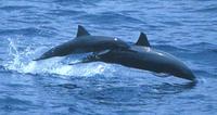 A mother and calf Eastern Spinner Dolphin Stenella longirostris orientalis