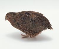 Japanese Quail (Coturnix japonica)