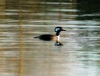 Hooded Merganser (Lophodytes cucullatus)