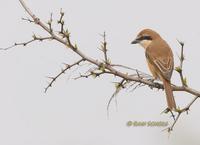 Brown shrike C20D 03717.jpg