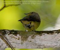 Narcissus/Green-backed Flycatcher