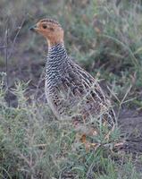 Coqui Francolin p.98