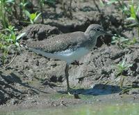 Green Sandpiper p.136