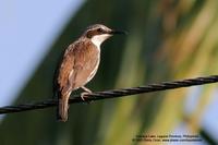 Stripe-headed Rhabdornis (a Philippine endemic)