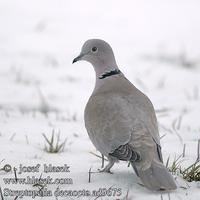 UK: Collared Dove DE: Türkentaube FR: Tourterelle turque ES: Tórtola Turca