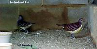 The Dove Page - Species
