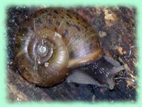 Elona quimperiana