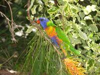 ...Rainbow Lorikeet,  Trichoglossus haematodus, Coolum, Queensland, September 2004. Photo © Barrie 