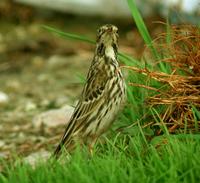 Red-throated Pipit (Anthus cervinus)