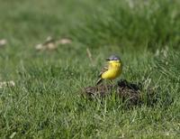 Yellow Wagtail (Motacilla flava)