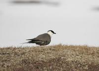 Long-tailed Skua (Stercorarius longicaudus)