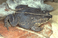 : Bufo granulosus