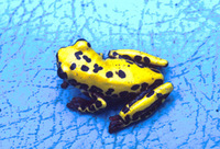 : Dendropsophus triangulum