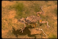 : Hyla arenicolor; Canyon Tree Frog