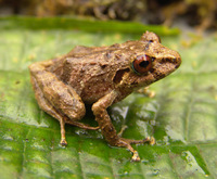 : Pristimantis yustizi; Yustiz's Rain Frog