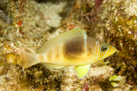 : Hypoplectrus unicolor; Barred Hamlet