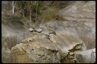 : Oreotragus oreotragus; Klipspringer