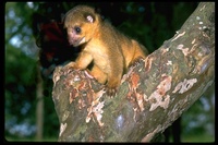 : Potos flavus; Kinkajou