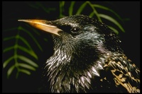 : Sturnus vulgaris; European Starling