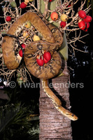 : Corallus ruschenbergerii
