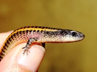 : Heterodactylus imbricatus