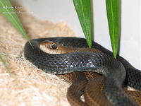 : Philodryas patagoniensis