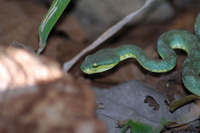 : Trimeresurus gramineus; Bamboo Pit Viper