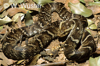 : Xenodon neuwiedi; False Jararaca