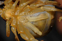 : Buthidae indet; Thick-tailed Scorpio`s Pectines