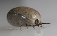 : Ixodes pacificus; Western Black Legged Tick