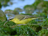 흰눈썹긴발톱할미새 Motacilla flava simillima | Short-tailed Greyheaded Yellow Wagtail