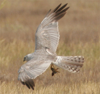 Pallid Harrier