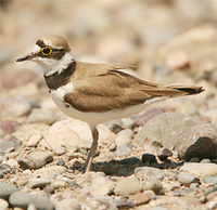 Little Ringed Plover