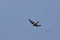 Himalayan Swiftlet (Aerodramus brevirostris) photographer Mike Prince.