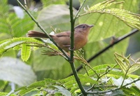 ハイガシラチメドリ  Brown-cheeked Fulvetta Alcippe poioicephala