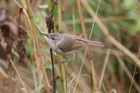 Paddyfield Warbler