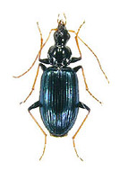 ルリヒラタゴミムシ 1 ex. Dicranoncus femoralis