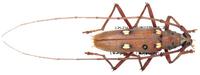 Eburia jamaicae